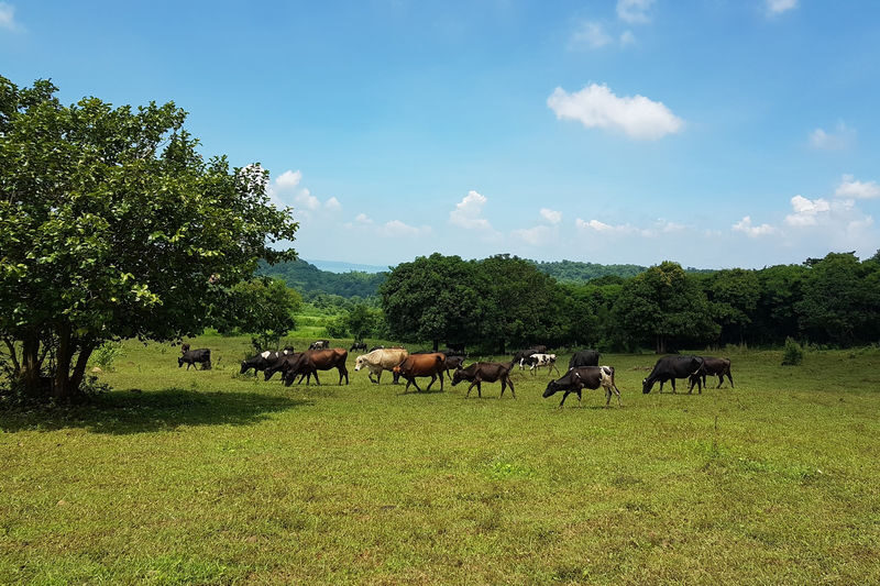 Moolk Farm Tour in Rizal - Should you book Moolk Creamery?