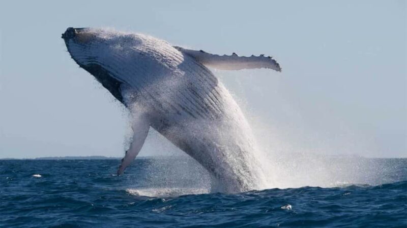 Mooloolaba: 2-Hour Whale Watching Adventure - Good To Know