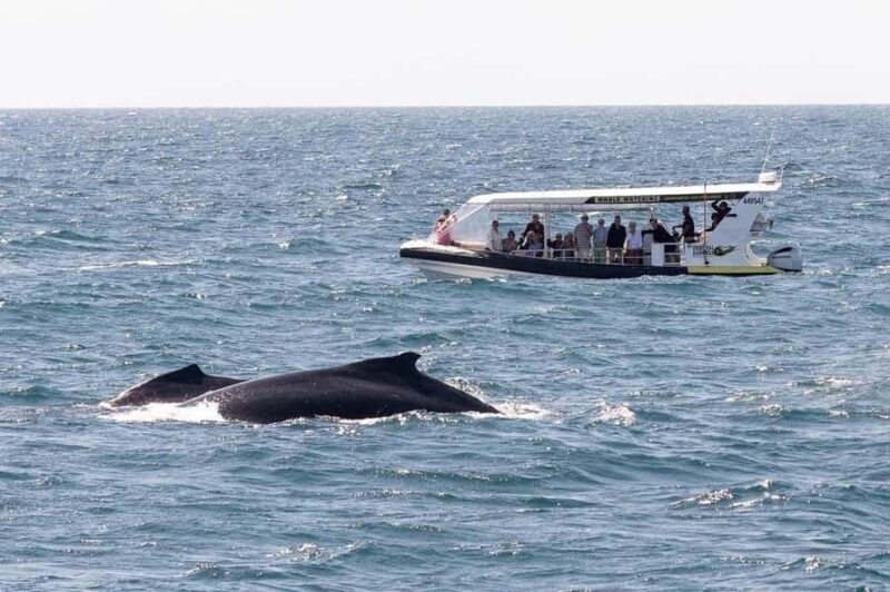 Mooloolaba: 2-Hour Whale Watching Adventure - Analyzing the Value — Is It Worth It?