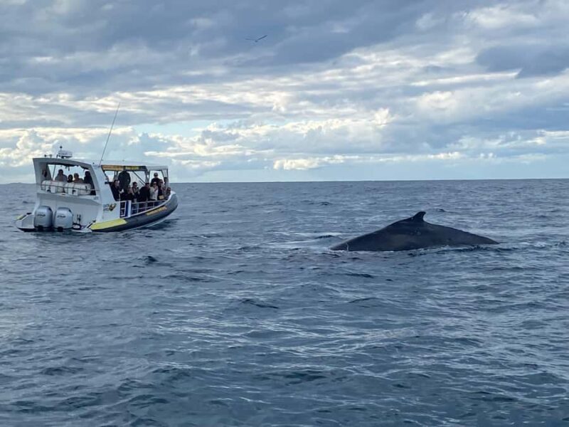 Mooloolaba: 2-Hour Whale Watching Adventure - Final Thoughts: Is This Tour Right for You?