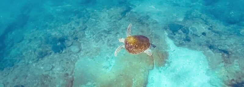 Mooloolaba: Snorkel with Turtles Mudjimba Island - A Detailed Look at the Mudjimba Island Snorkel Tour