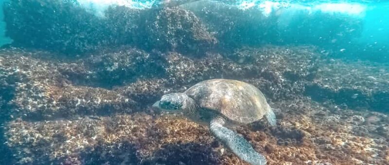 Mooloolaba: Snorkel with Turtles Mudjimba Island - FAQs