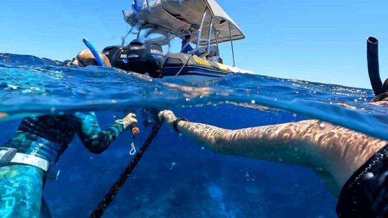 Mooloolaba: Turtle Snorkel & Swim at Mudjimba Island - Why This Tour Offers Great Value