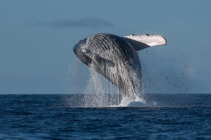 Mooloolaba: Whale Watching Cruise - Experience on the Cruise