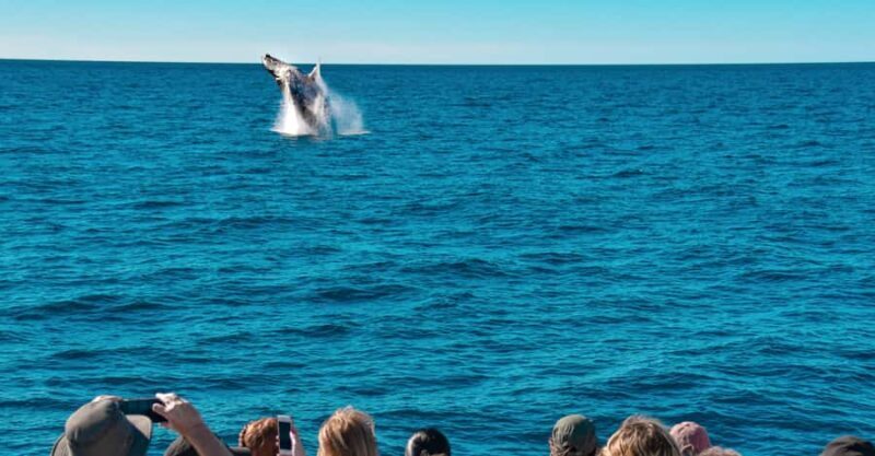 Mooloolaba: Whale Watching Cruise - Mooloolaba: Whale Watching Cruise