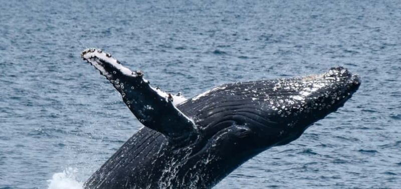 Mooloolaba: Whale Watching Cruise - An In-Depth Look at the Whale Watching Experience