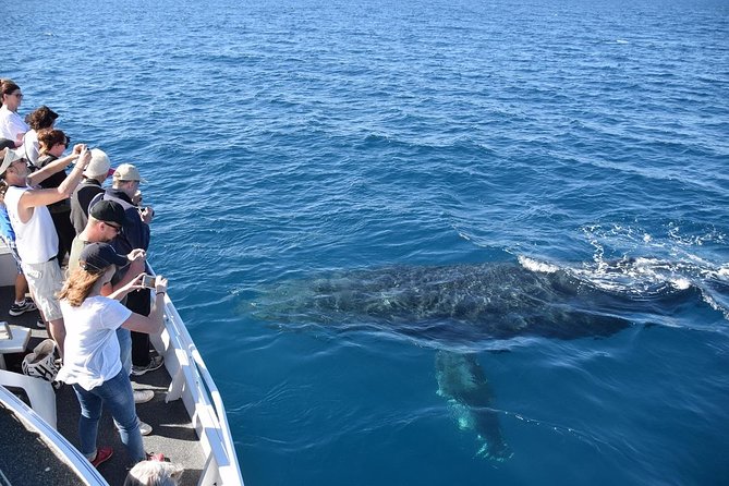Mooloolaba Whale Watching Cruise - Excursion Details