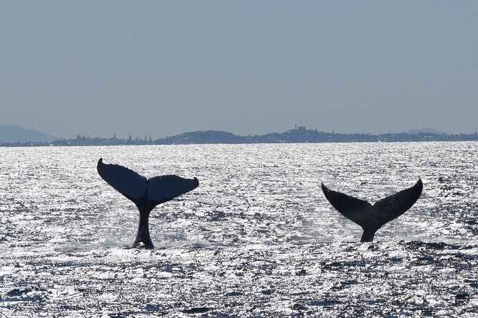 Mooloolaba Whale Watching Cruise - Logistics and Information