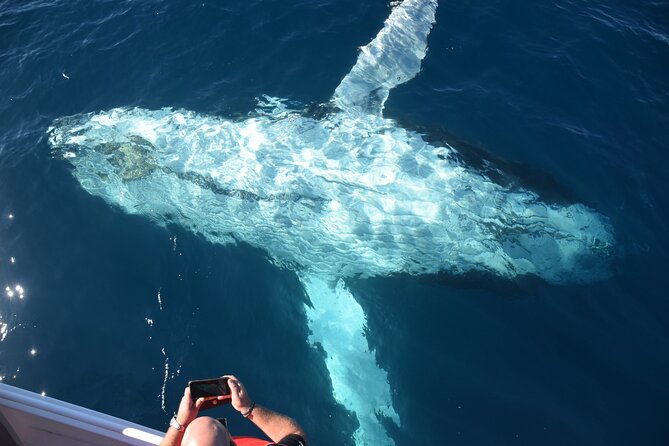 Mooloolaba Whale Watching Cruise - Cancellation Policy