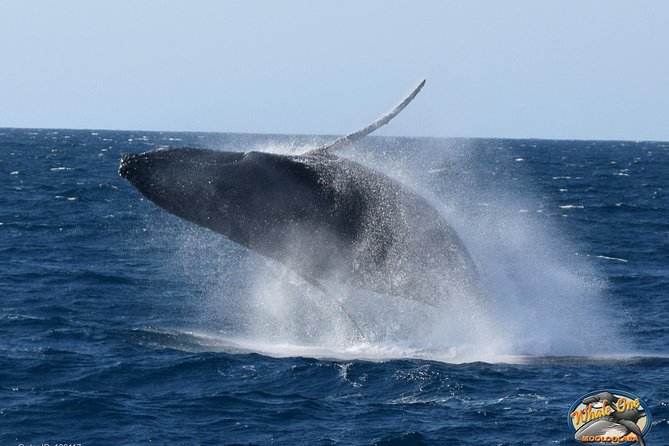 Mooloolaba Whale Watching Cruise - Traveler Feedback