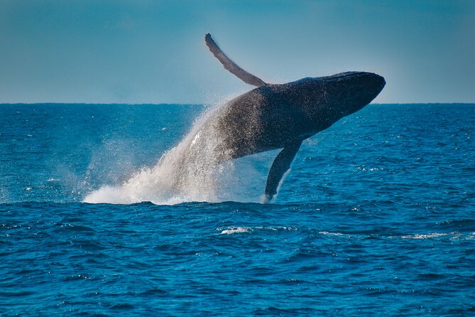 Mooloolaba Whale Watching Cruise - Traveler Photos