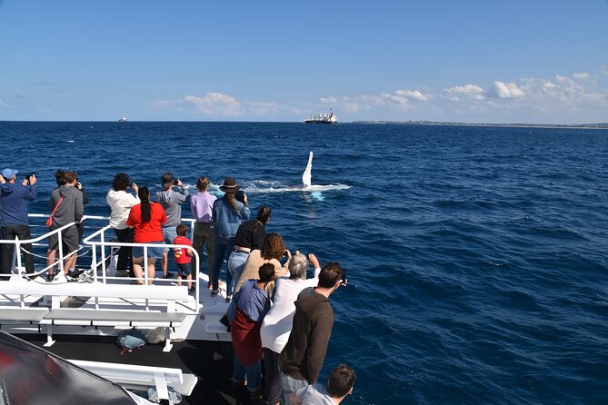 Mooloolaba Whale Watching Cruise - Common Questions