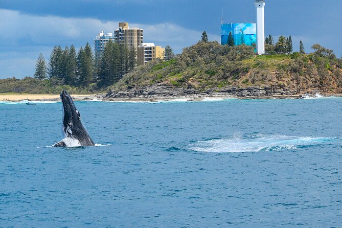 Mooloolaba Whale Watching Cruise - The Sum Up