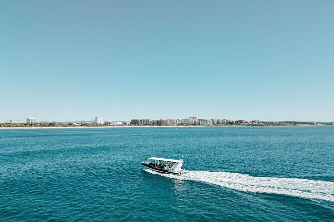 Mooloolaba Whale Watching  Small Group Tour - The Whale Watching Experience