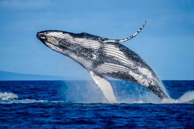 Mooloolaba Whale Watching  Small Group Tour - Practical Details and Value