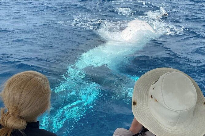 Mooloolaba Whale Watching  Small Group Tour - Final Thoughts: Is This Tour Worth It?