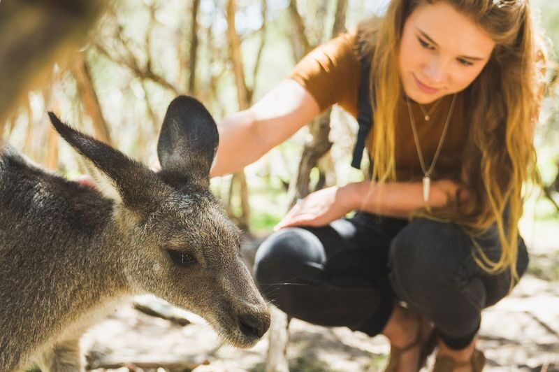 Moonlit Sanctuary and Brighton Beach Boxes Half Day Tour - Who will enjoy this half-day trip?