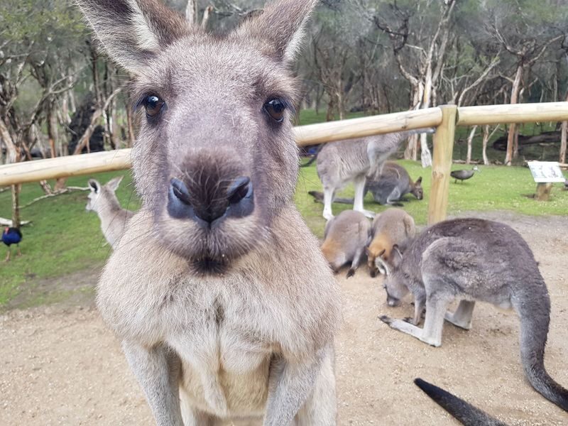 Moonlit Sanctuary Ticket or Bus Tour - What a visit to Moonlit Sanctuary feels like