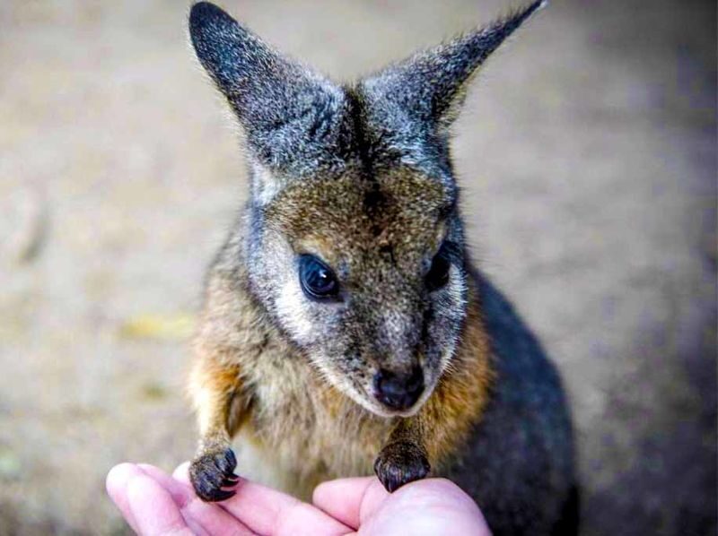 Moonlit Sanctuary Ticket or Bus Tour - Keeper talks, birds and less familiar animals