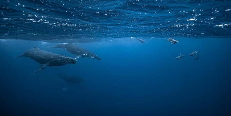Moorea 4H Shared Boat Tour Whale Swimming and Snorkeling - Good To Know