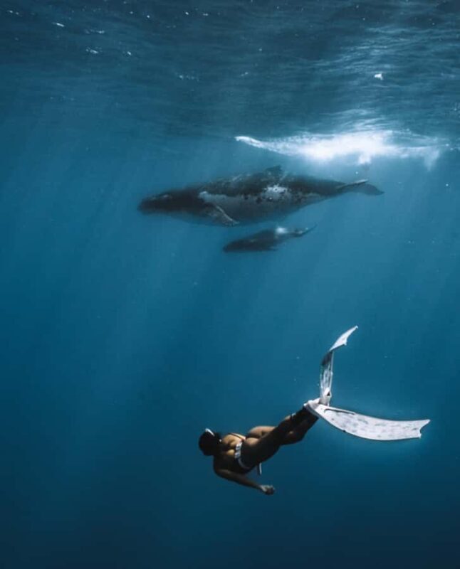 Moorea 4H Shared Boat Tour Whale Swimming and Snorkeling - Practical Details & Tips