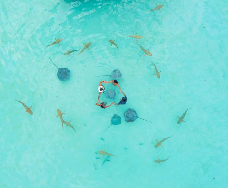 Moorea 4H Shared Boat Tour Whale Swimming and Snorkeling - FAQ