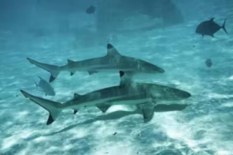 Moorea: Glass Bottom Boat Adventure with Lagoon Wonders - Authenticity & Environmental Focus