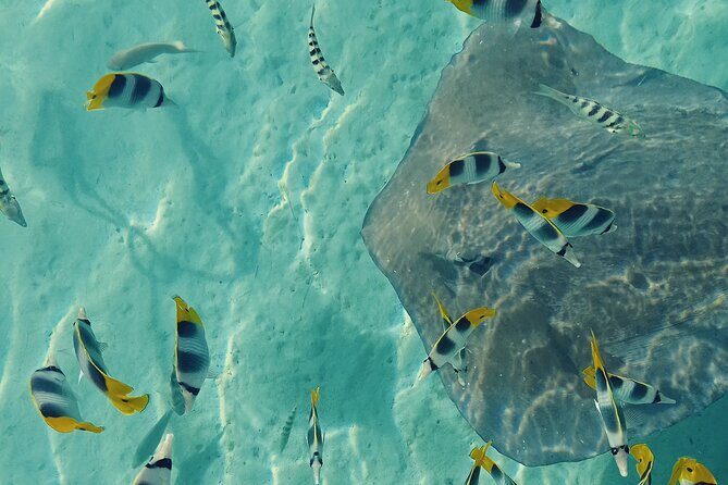 Mo'orea Half Day Private Tour with Snorkeling and Cruising the Lagoon - A Deep Dive into the Tour Experience