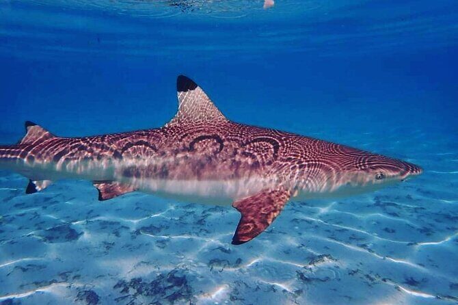 Mo'orea Half Day Private Tour with Snorkeling and Cruising the Lagoon - Who Should Consider This Tour?