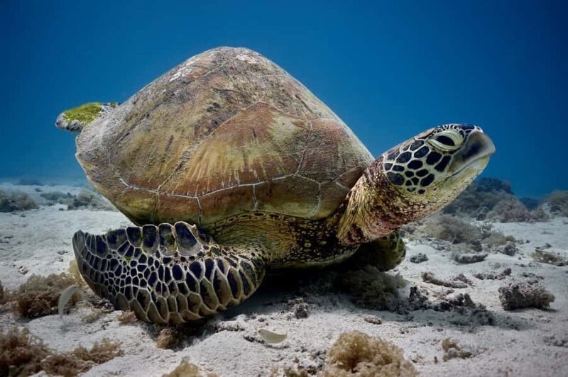 Moorea: Hauru Lagoon 3-hour Guided Kayak Tour with Snack - An In-Depth Look at the Moorea Lagoon Kayak Tour
