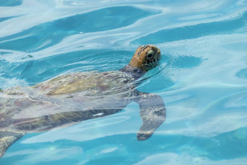 Moorea Highligts: Blue Lagoon Shore Attractions and Lookouts - Final Thoughts: Who Will Love This Tour?