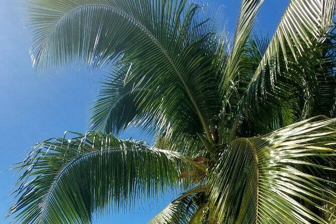 Moorea Private Full Day Tour - An In-Depth Look at the Moorea Private Full Day Tour