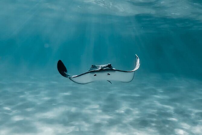 Moorea: Private Snorkeling Tour with Certify Guide - An In-Depth Look at the Moorea Private Snorkeling Tour