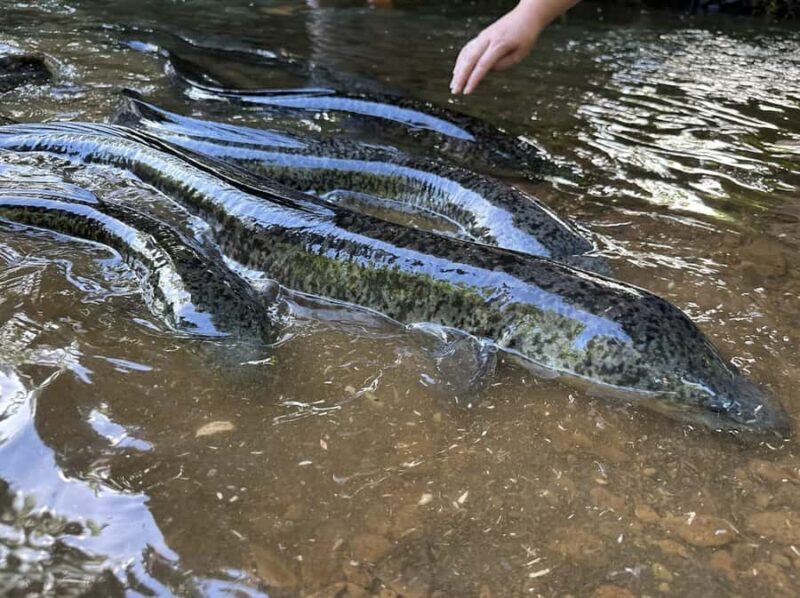 Moorea: Scenic Bus Tour with Guide for Cruise ship passenger - Who Should Book This Tour?