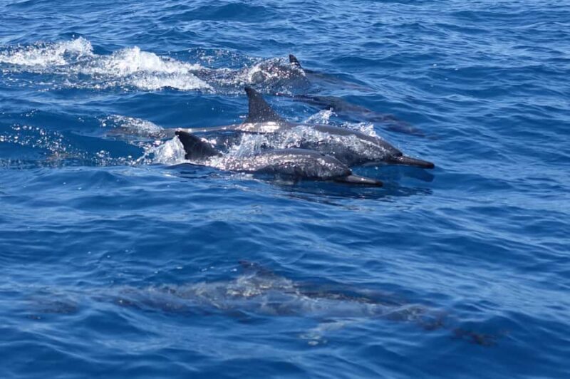 Moorea: Sea Scooter Snorkeling Tour - Authentic Insights from Reviewers