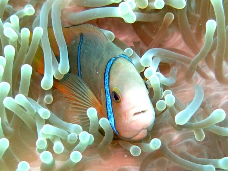 Moorea: Sea Scooter Snorkeling Tour - The Value of This Tour