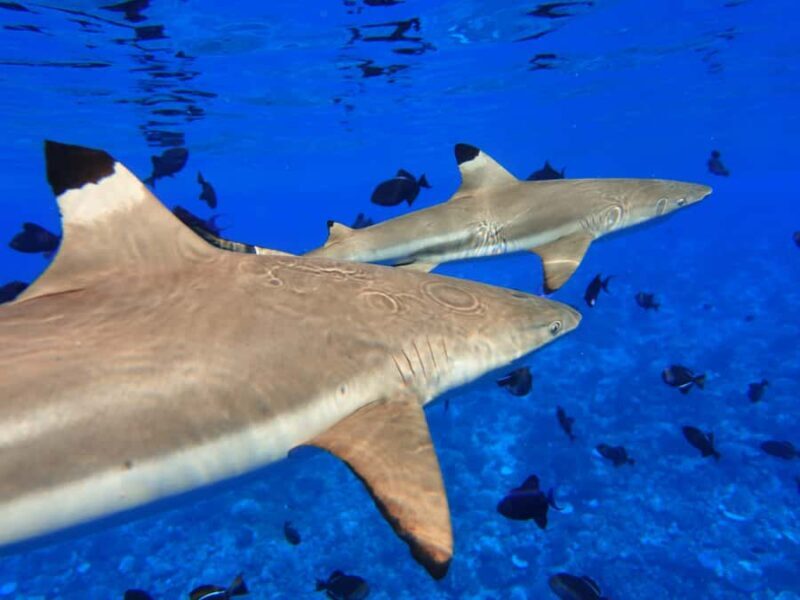 Moorea: Sea Scooter Snorkeling Tour - The Sum Up: Why This Tour Is a Great Pickup for Your Moorea Visit