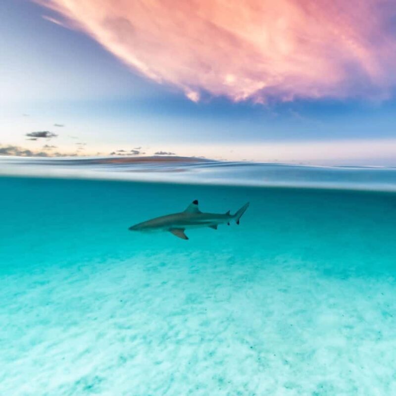 Moorea: Small Group Snorkeling Tour with local guide - What Sets This Tour Apart