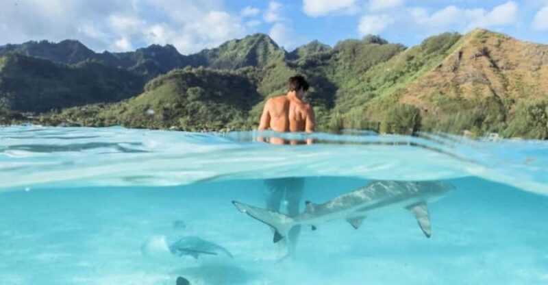 Moorea: Small Group Snorkeling Tour with local guide - The Sum Up