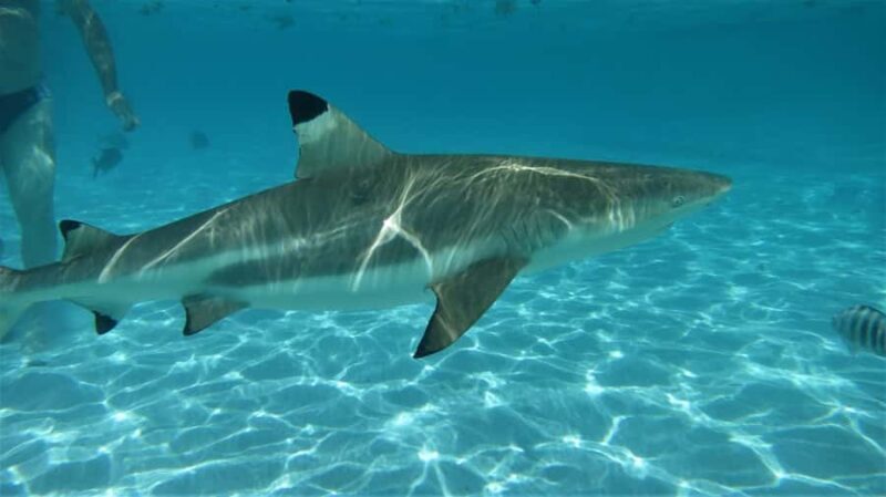 Moorea: Transparent Kayak Day Trip - How the Tour is Structured