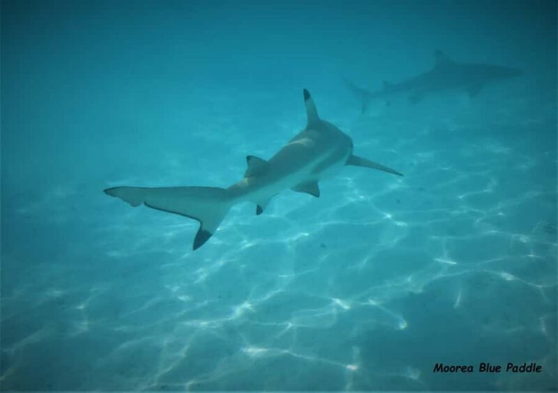 Moorea: Transparent Kayak Day Trip - Practical Tips for Travelers