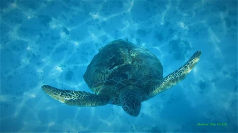 Moorea: Transparent Kayak Day Trip - FAQs