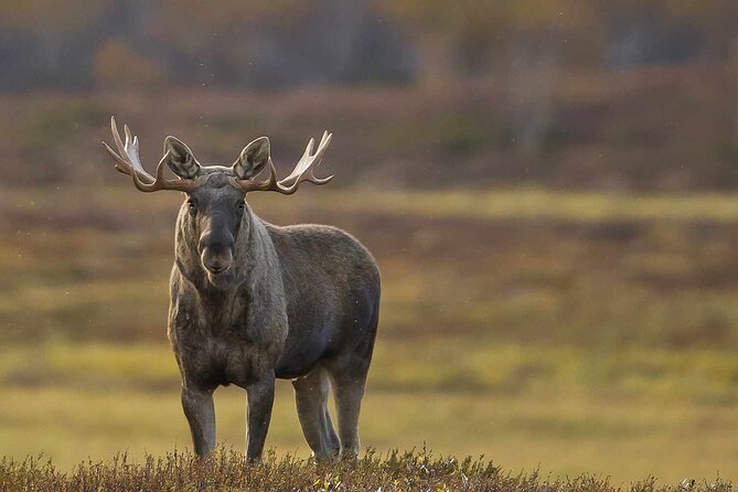 Moose Safari Adventure on Ebike - Inclusions