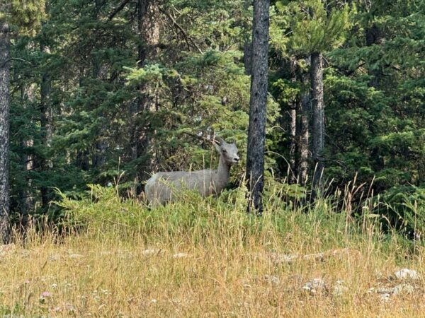 Moraine,Lake Louise ,Emerald Lake,Johnston Canyon &Banfftour - Exploring Banff National Park