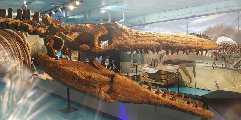 Morden, Manitoba: Full-Day Fossil Dig Tour with Instructor - Good To Know