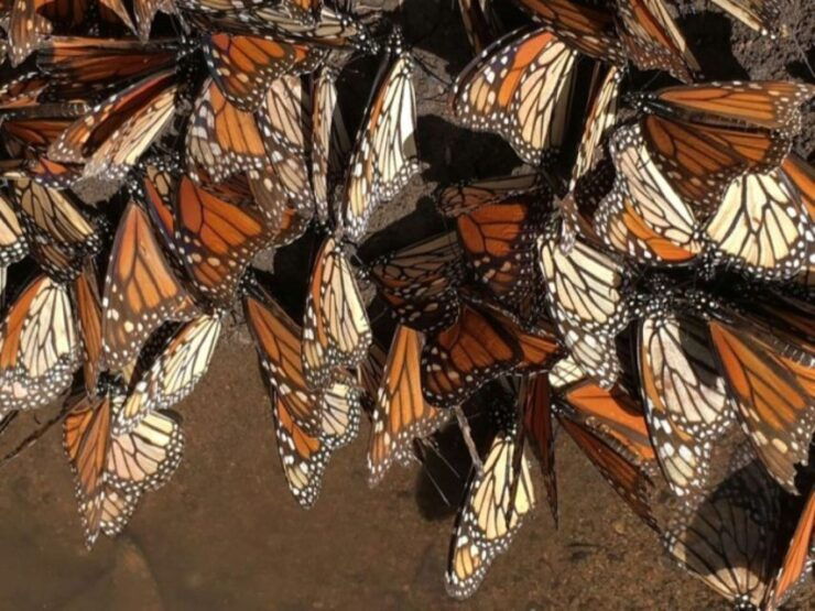 Morelia: Guided Monarch Butterfly Biosphere Tour - Tour Overview