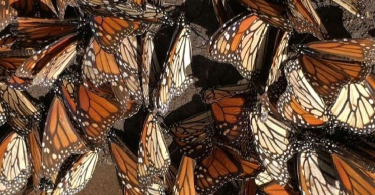 Morelia: Guided Monarch Butterfly Biosphere Tour - Cancellation Policy