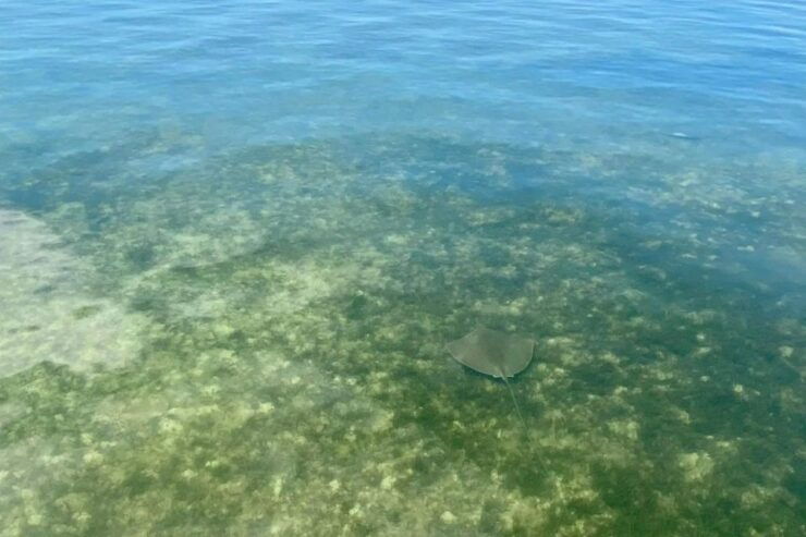 Moreton Bay Champagne and Oyster Tour From Brisbane - Experience Highlights