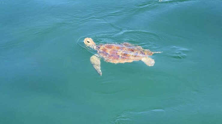 Moreton Bay: Snorkel and Swimming Tour - Booking Details