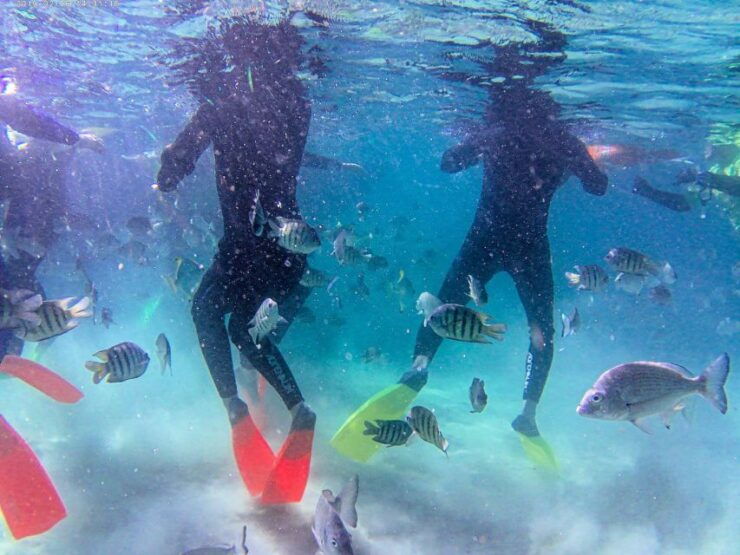 Moreton Bay: Snorkel and Swimming Tour - Tour Duration and Starting Times